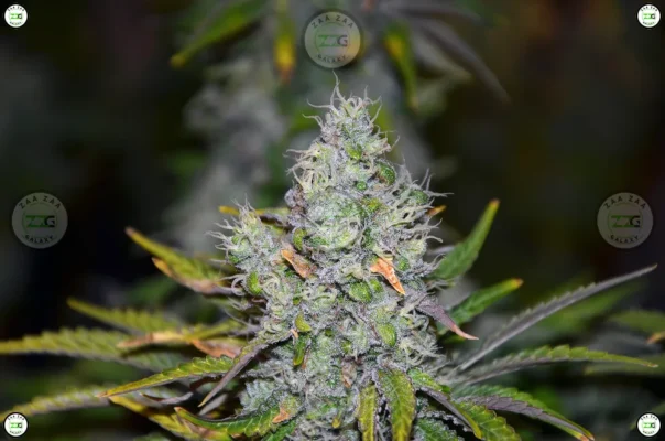 Moonshot Cannabis in DC