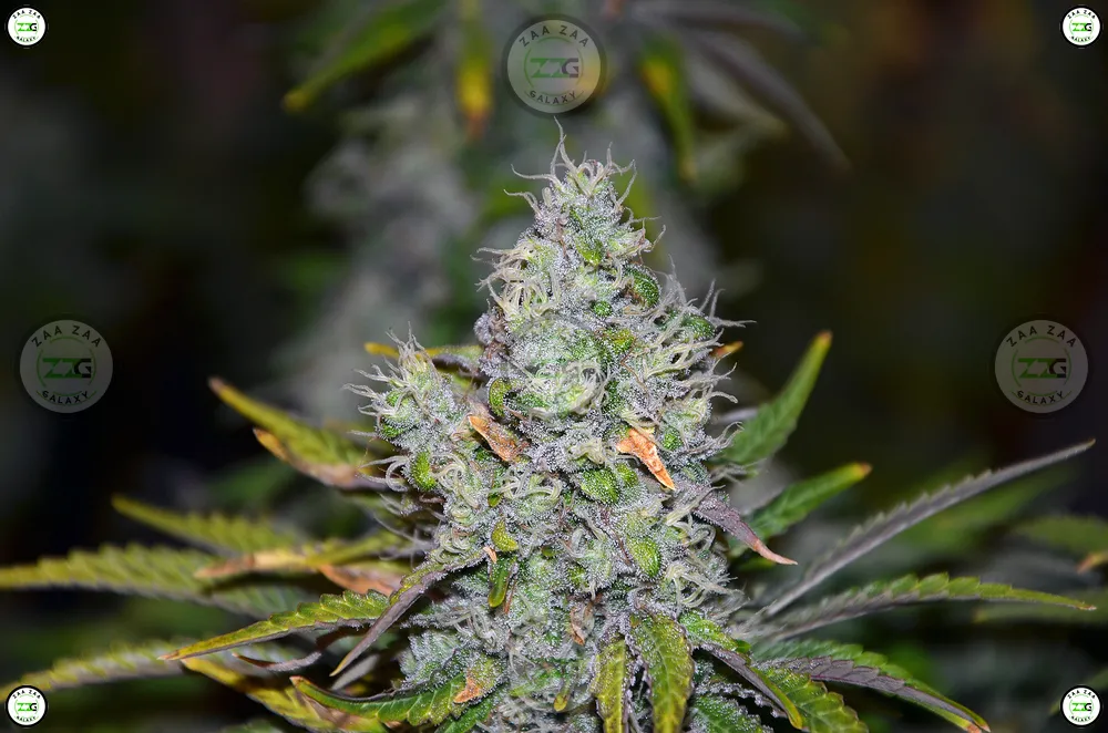 Moonshot Cannabis in DC