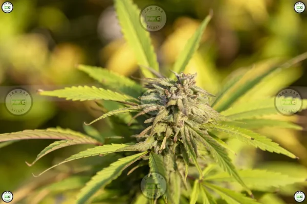 Orangeade Cannabis in DC