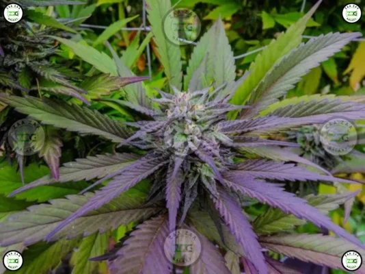 Pink Cherry Cannabis in DC