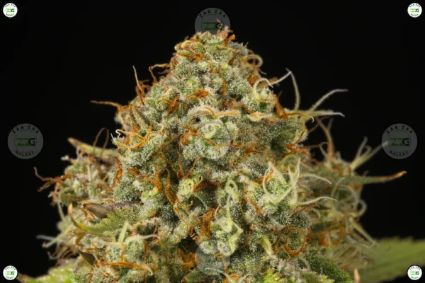 Sunny-C Cannabis in DC