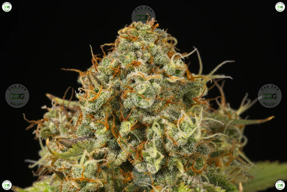 Sunny-C Cannabis in DC
