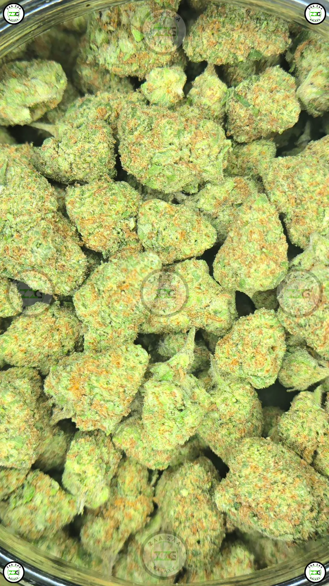 WHITE GUAVA Cannabis strain