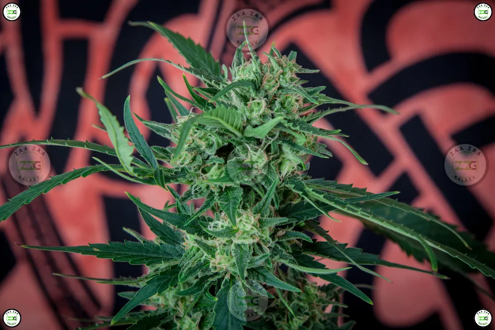 Galactic Warhead Cannabis