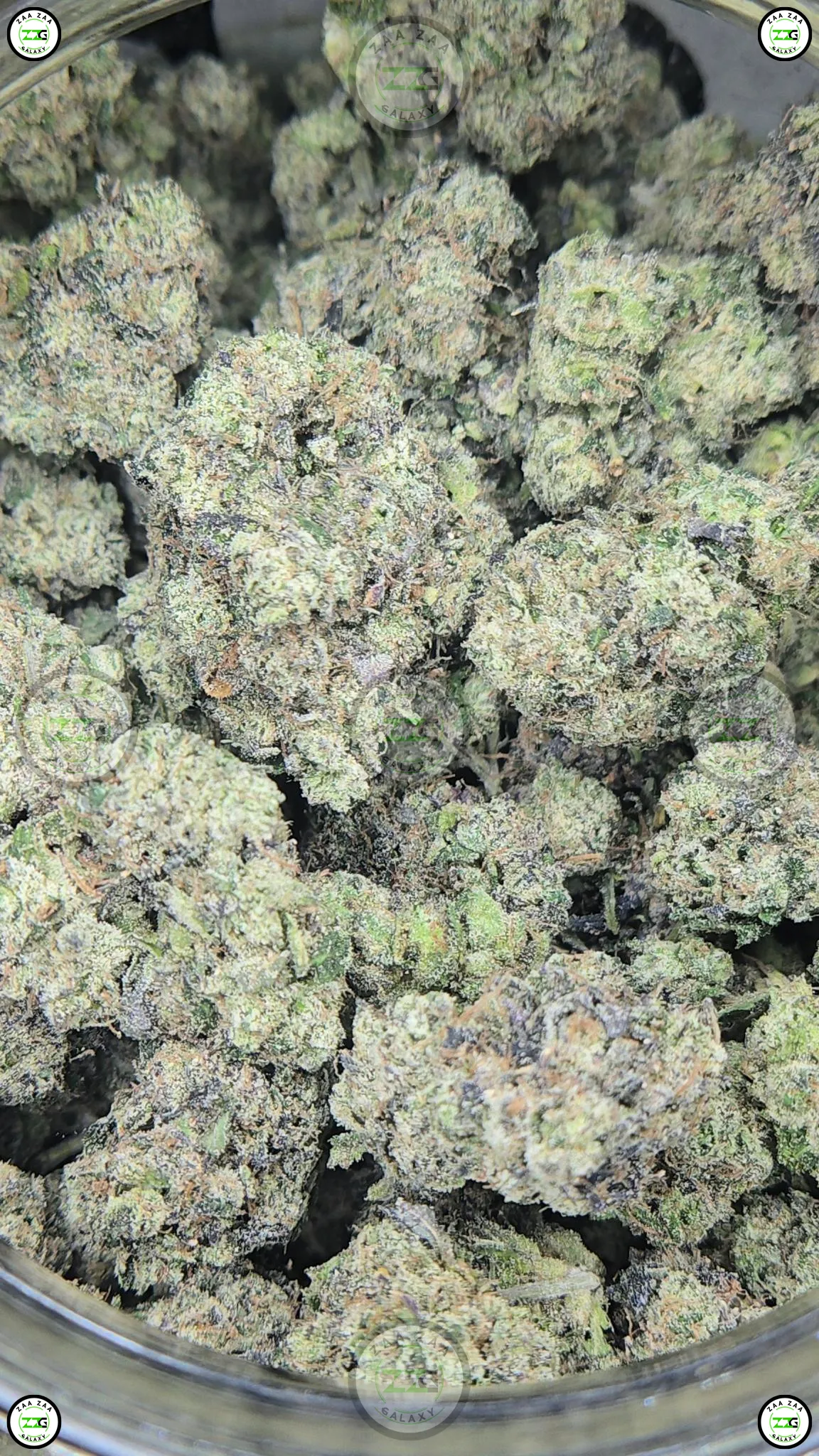 Coffin Candy Weed Strain