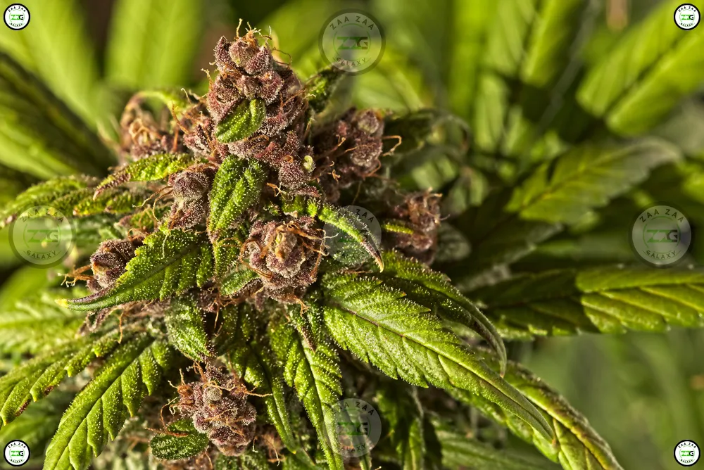 Curelato Birthday Cannabis