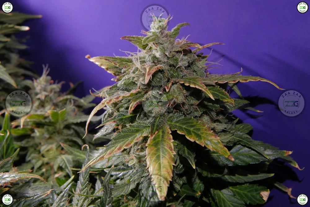 Forum Cookies Cannabis