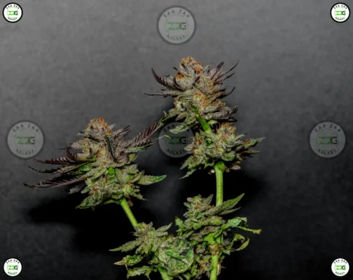 Orange Cookies Cannabis Strain