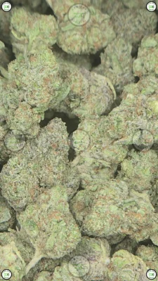 Cherry Pie x Sour Diesel Weed Strain
