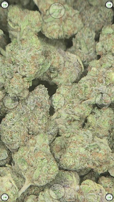 Cherry Pie x Sour Diesel Weed Strain