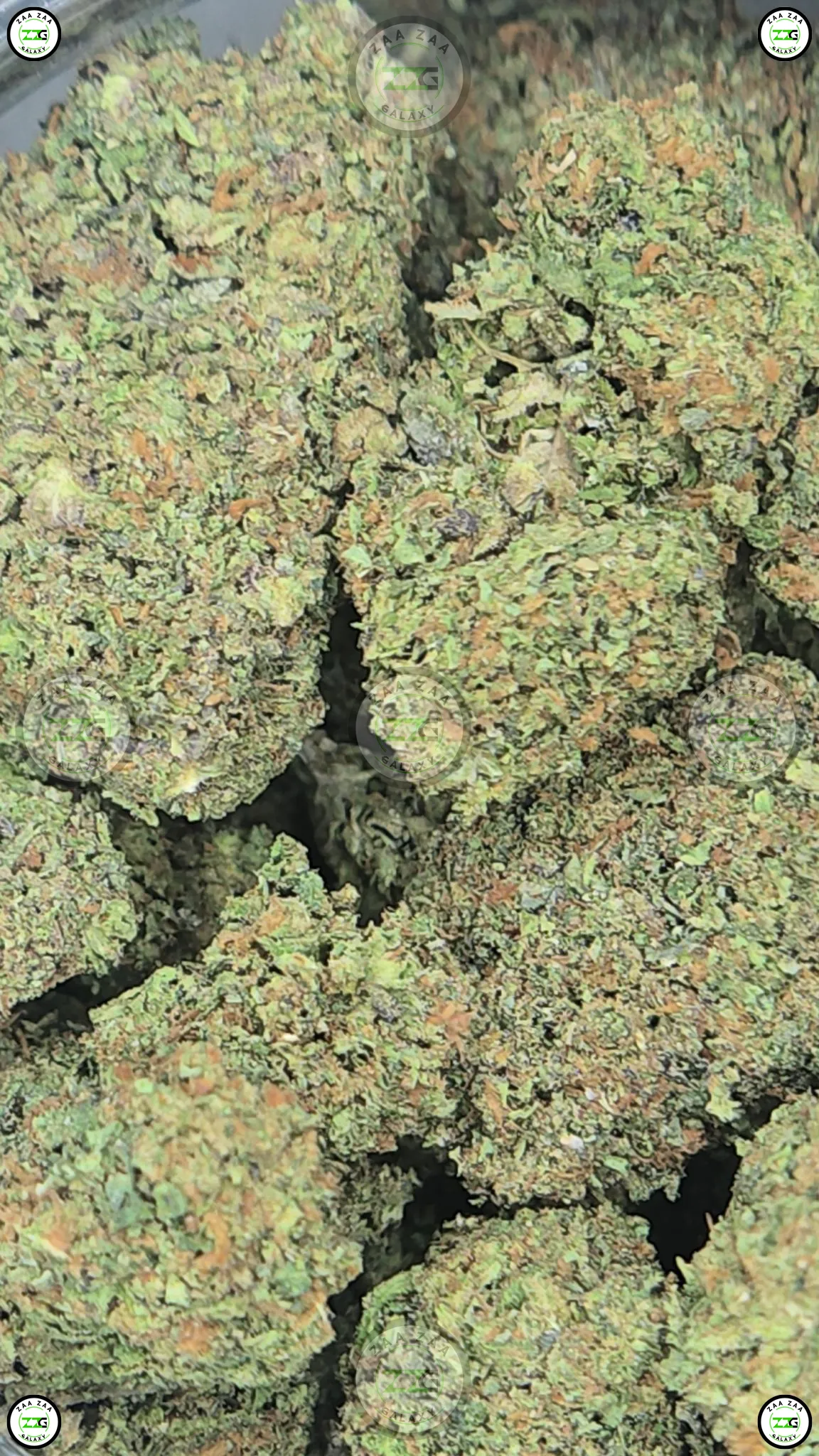 GELATO 41 weed strain