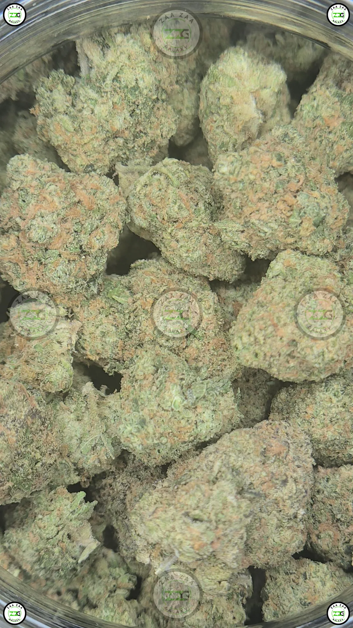 SUPER MANGO HAZE Weed Strain