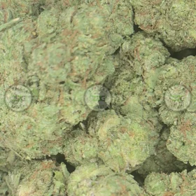 Black Garlic weed Strain