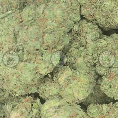 Black Garlic weed Strain