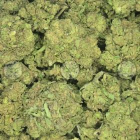 Gumbo Dumbo weed strain