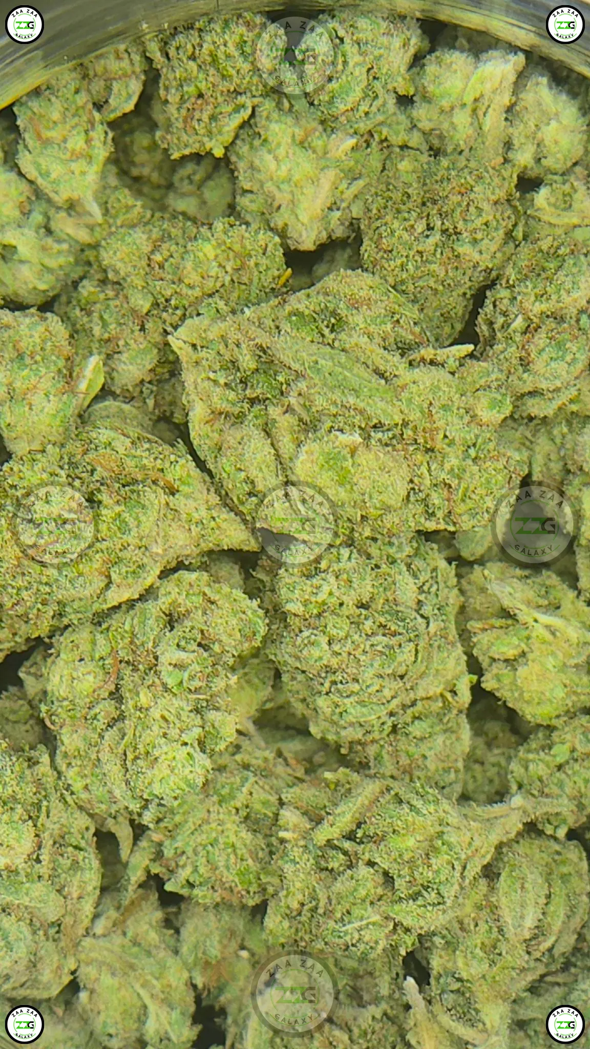 Super Gorilla Glue Weed Strain