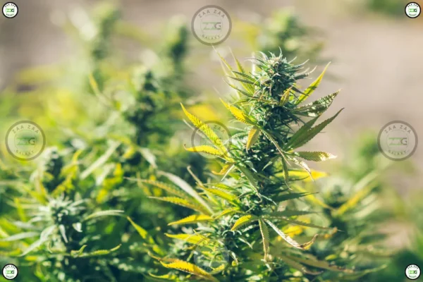 Irene X Sunset Sherbert Cannabis
