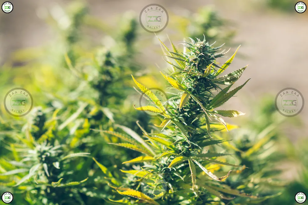 Irene X Sunset Sherbert Cannabis
