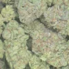 Blue Lobster cannabis