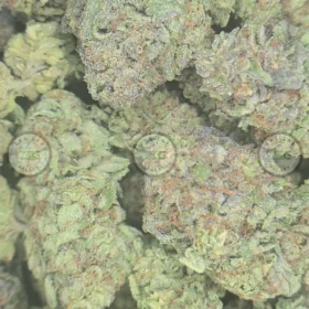 Blue Lobster cannabis