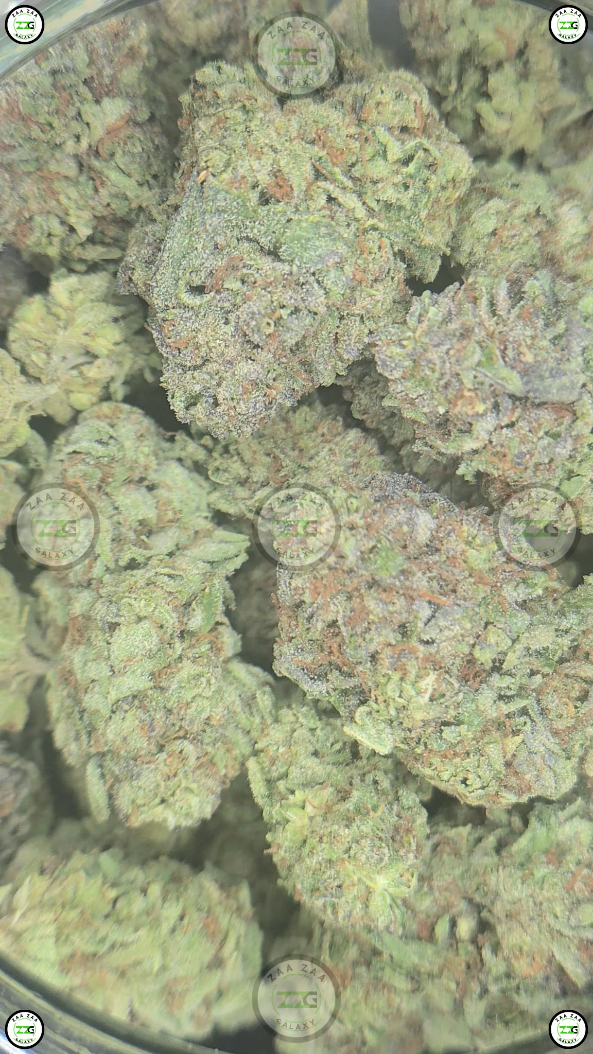 Blue Lobster cannabis