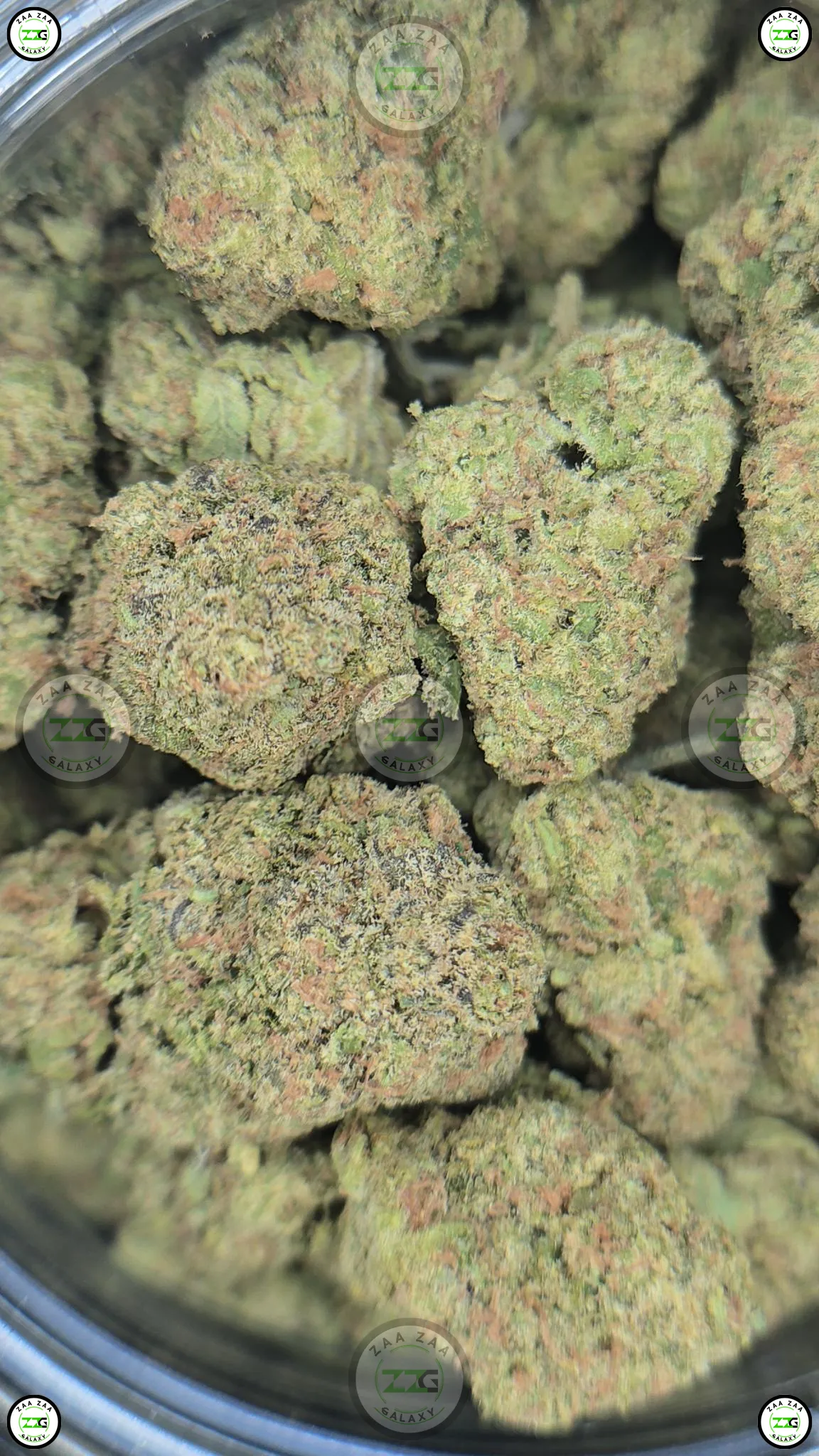 BLUEBERRY BARS weed Strain