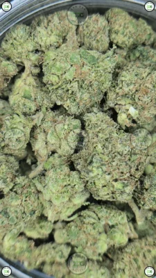 KANDY KUSH cannabis Strain