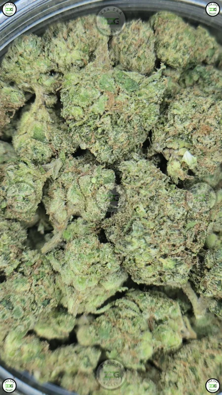 KANDY KUSH cannabis Strain