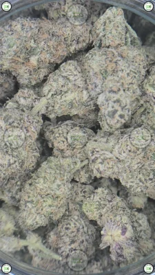 New Money cannabis strain