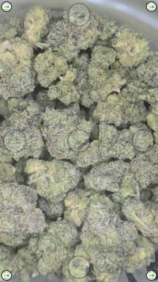 Toad Venom Cannabis Strain