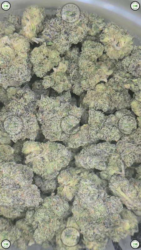 Toad Venom Cannabis Strain