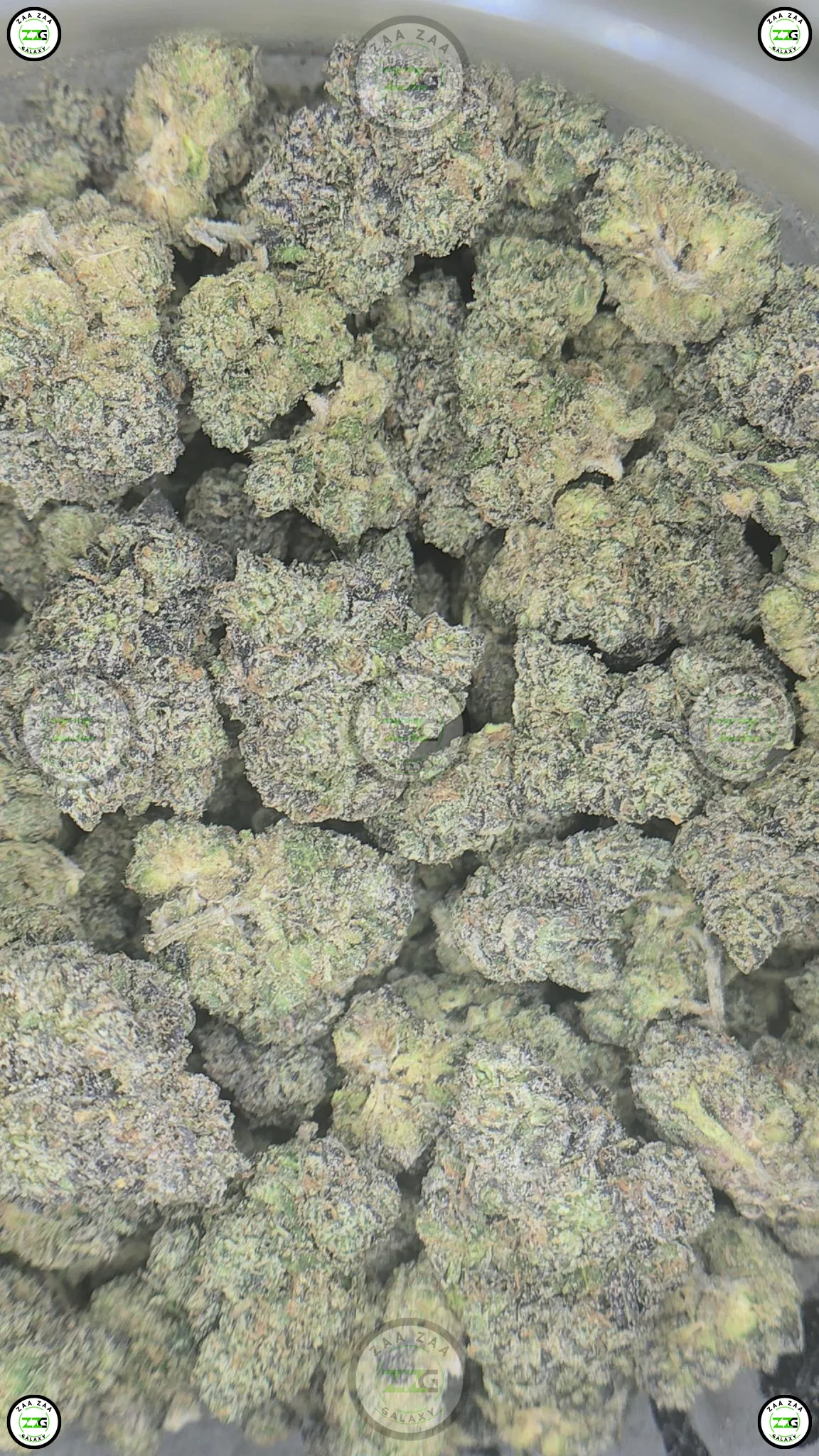 Toad Venom weed strain