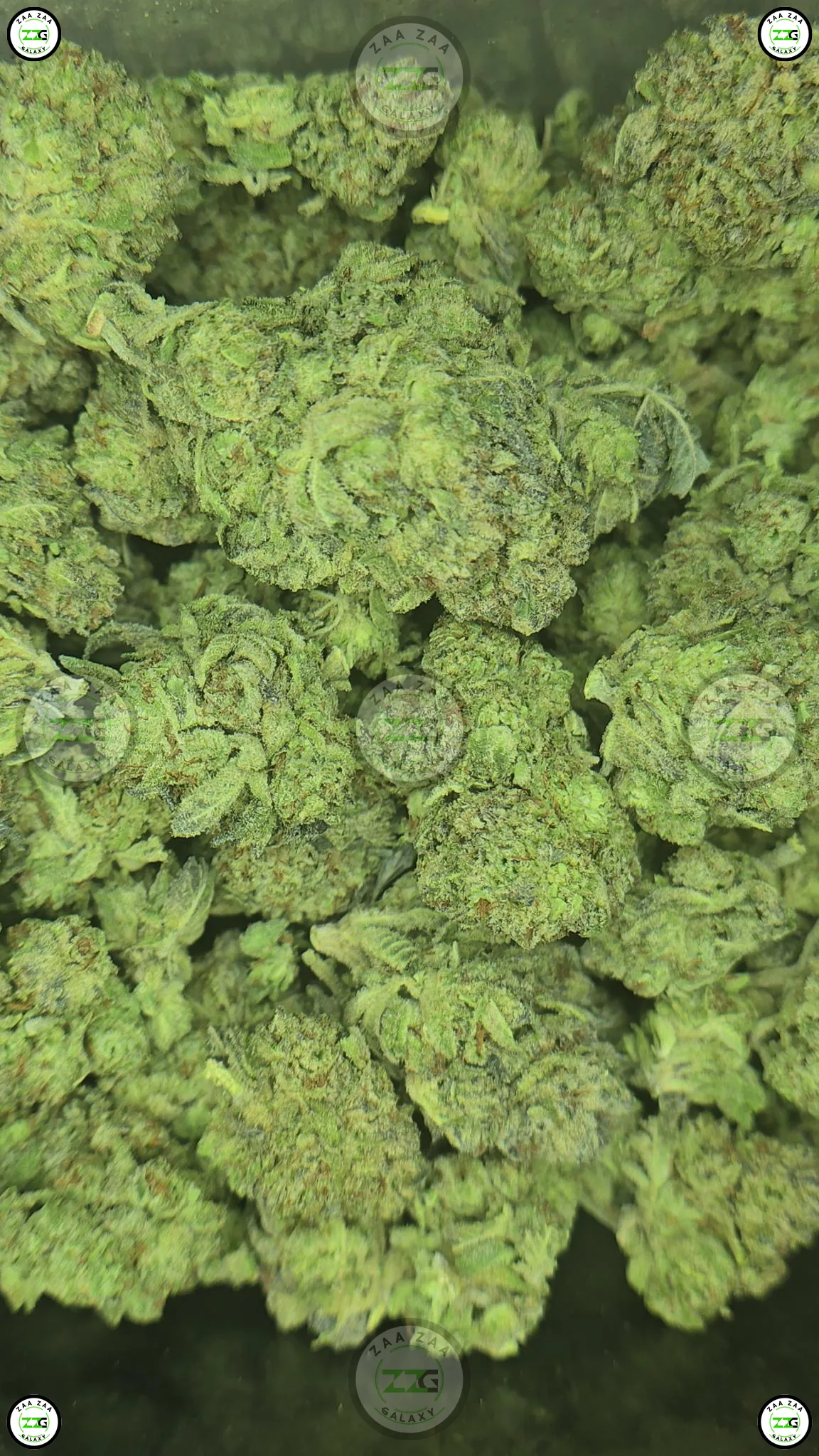 White Walker Cannabis