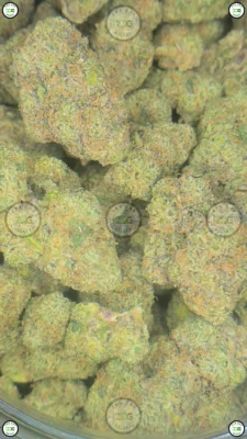 COUGH ZYRUP Cannabis Strain