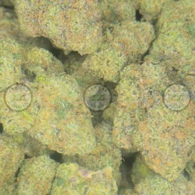 COUGH ZYRUP Cannabis Strain