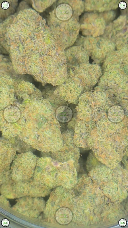 COUGH ZYRUP Cannabis Strain