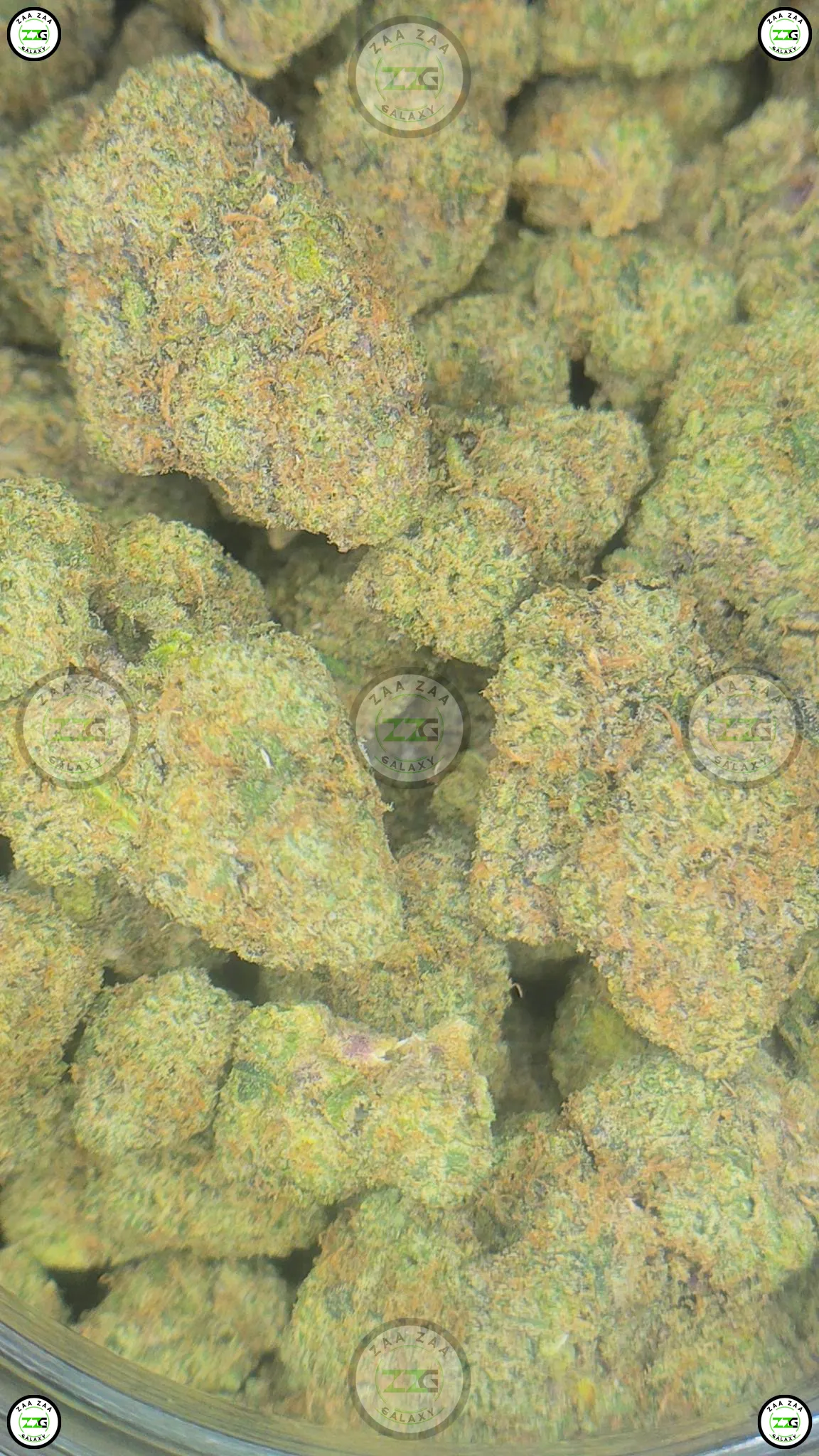 COUGH ZYRUP Cannabis Strain