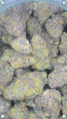 GRAPE MARKER Cannabis Strain