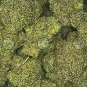 Gumbo weed Strain