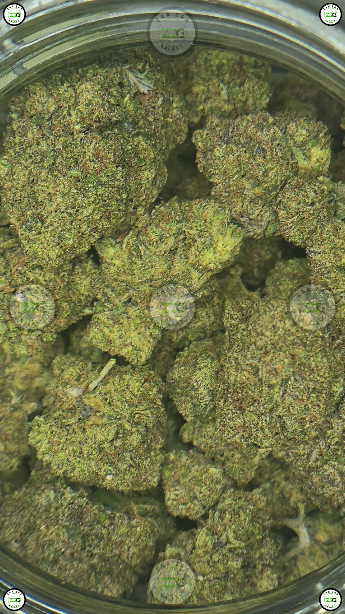 Gumbo weed Strain