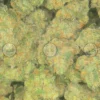 Jack Herer Cannabis Strain