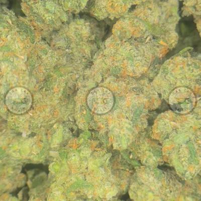 Jack Herer Cannabis Strain