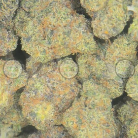 ORANGE BELLINI Cannabis Strain