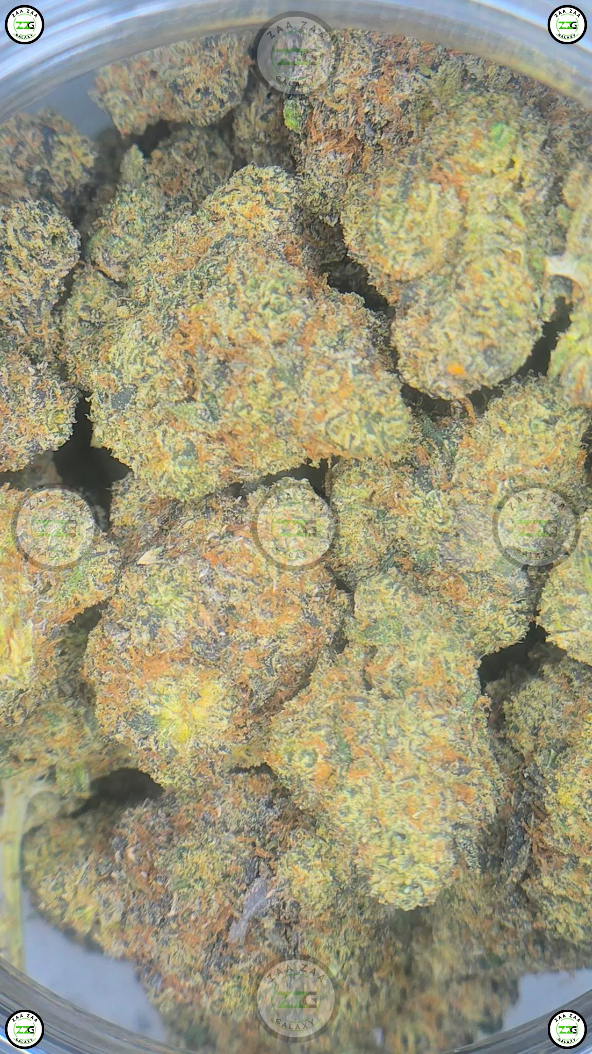 ORANGE BELLINI Cannabis Strain