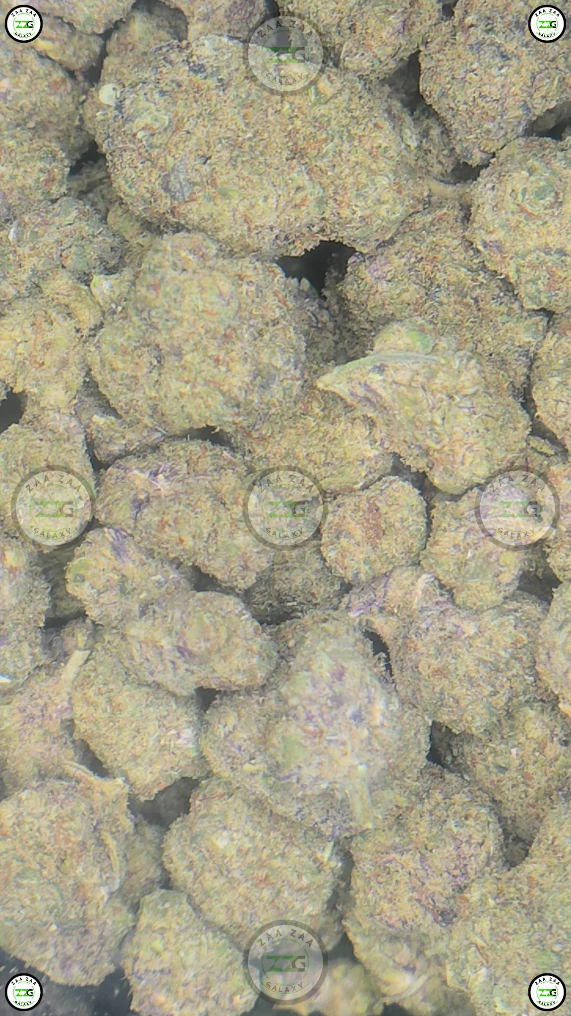 OREOZ Cannabis Strain