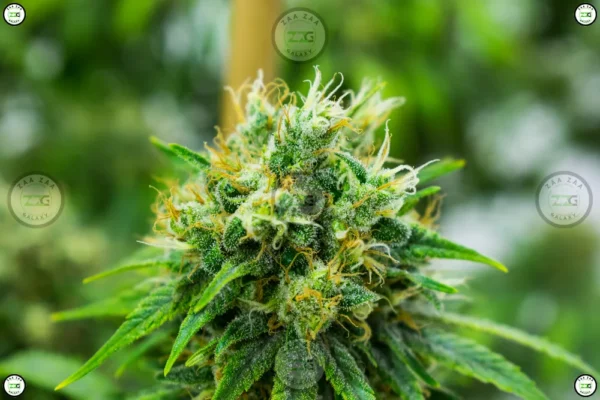 Orange Bellini Cannabis
