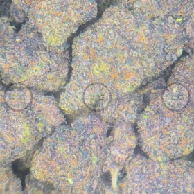 RED HOTZ Cannabis Strain