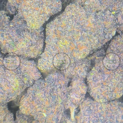 RED HOTZ Cannabis Strain