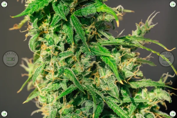 Strawberry Milkshake Cannabis Strain