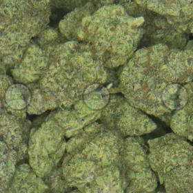 G13 cannabis